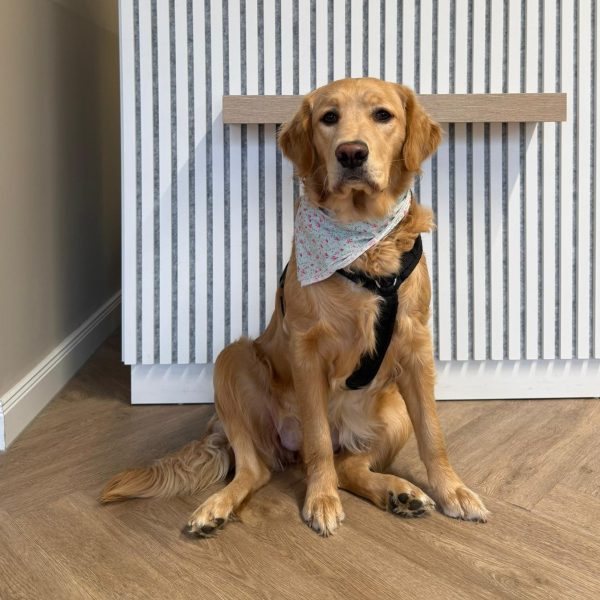 Salonhund bei Maries Haaratelier in Herford Hiddenhausen